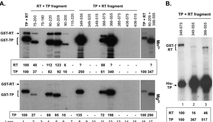 FIG 9 trans-complementation priming reaction using TP and RT domain fragments. (A) trans-complementation priming reactions were performed using thestarting GST-RT (RT) plus the starting GST-TP domain (TP, lanes 1 and 16) or the newly constructed TP fragmen
