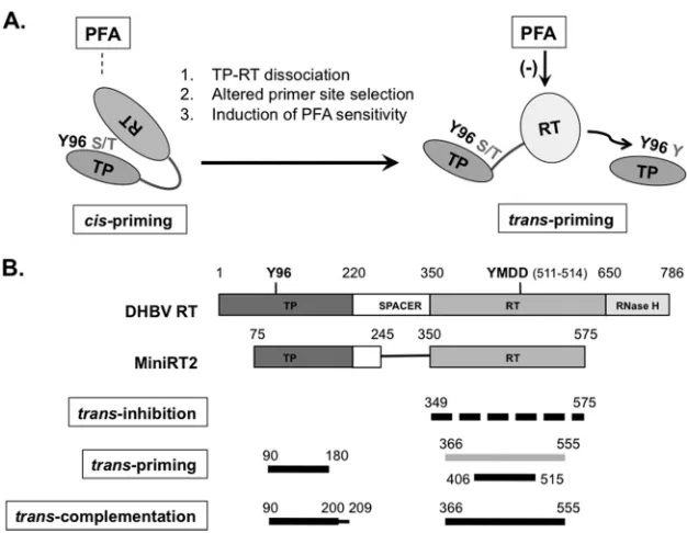 FIG 10 Proposed RT conformational dynamics and TP and RT domain interactions in protein priming