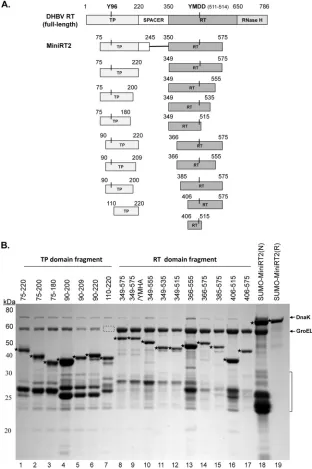 FIG 1 Construction of DHBV RT proteins and individual TP and RT domains. (A) Schematic diagrams of the RT protein and individual TP and RT domainconstructs