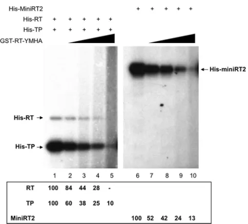 FIG 6 Inhibition of protein priming by the RT-YMHA mutant in trans. trans-complementation priming reactions were performed in TMnNK usingHis-RT and His-TP (lanes 1 to 5), and cis-priming was performed using His-MiniRT2 (lanes 6 to 10)