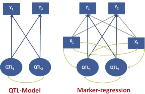 Figure 1 Two-trait system. A system of two traits (and two markers (green double-pointed arrows denote LD, and single-pointed gray arrowsrepresent regression coefY) involving two QTLX)
