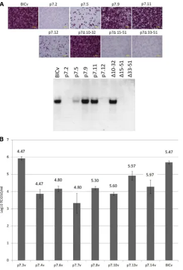FIG 2 Virus protein expression after transfection and in vitro growth characteristics of p7 mutants and parental BICv