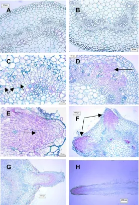 Figure 1. Histology of adventitious root development in INRA 717-IB4 (Populus tremula x 