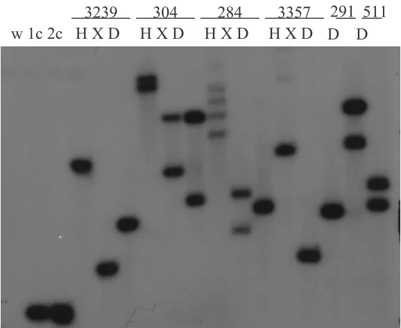 Figure 2. Southern analysis of insert-locus number in transgenic poplar. The GUS gene was 