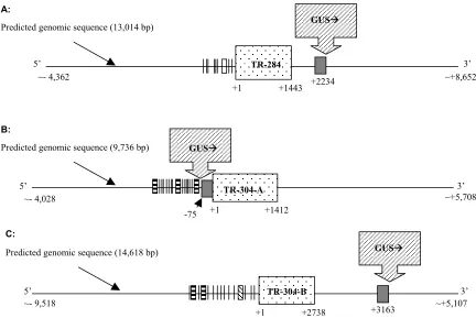 Figure 3. GUS insertion site in enhancer trap transformed lines 284 and 304. GUS� with 