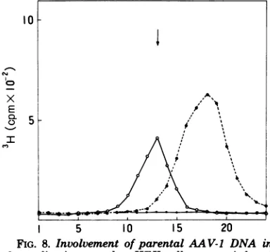 FIG. 7.with3H-labeledcomplex Analysis of DNA synthesized in vitro in alkaline sucrose gradients