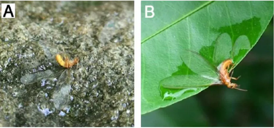 Figure 5.1-5. (A) and (B) Hydrophilic Schedorhinotermes sp. termite stuck to a wet rock and leaf surface rendering the insect immobilised