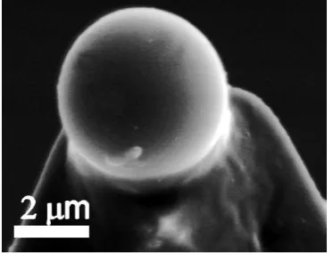 Figure 6.1-3 (B). SEM image of a C18 bead 