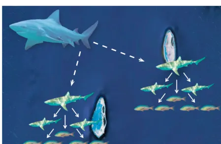 Fig. 1. Diagram indicating permanent (mesopredator) and transient (apex predator) predation pressure on reef systems wherethe single apex predator exerts concentrated predation while multiple smaller mesopredators exert diffuse predation
