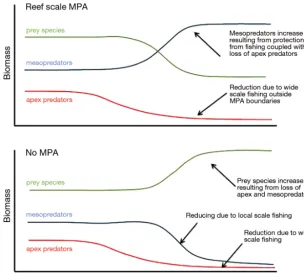 Fig. 2. Conceptual diagram outlining the loss of apex predators from reef re-gions and corresponding system responses where a marine protected area(MPA) is present (upper) or absent (lower)