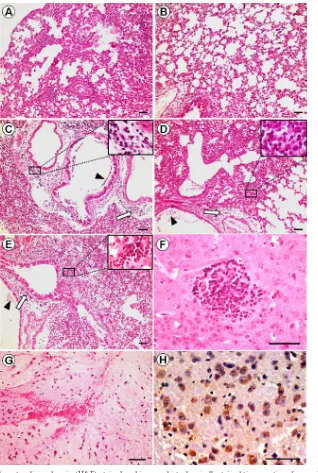 FIG 3 Photomicrographs of hematoxylin-and-eosin (H&E)-stained and immunohistochemically stained tissue sections from mice on day 6 p.i