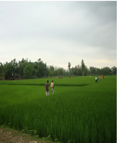 Figure 2.2: Rice fields at the study site (Photograph by Rafiul Islam, 2012) 