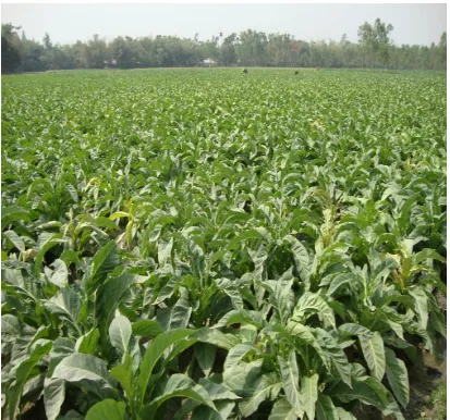 Figure 2.3: Tobacco cultivation at the study site (Photograph by Rafiul Islam, 2012) 