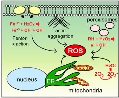 Figure 1 Sources of reactive oxygen species (ROS). External sources ofdismutase. Actin aggregation indirectly induces ROS through elevatedreactive oxygen as a byproduct of the Fenton reaction
