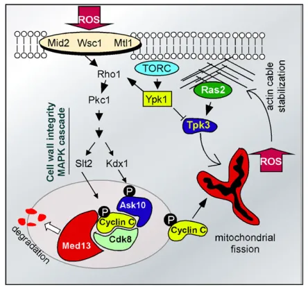 Figure 2 Signal transduction pathways and the oxidative stress response.Exposure to ROS-generating compounds activates cell wall sensors (Mid2,Wsc1, Mtl1) connected to the cell wall integrity MAP kinase pathway.Activation of the MAP kinase (Slt2) and the p