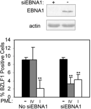 FIG 8 PML IV can suppress EBV reactivation in EBNA1-depleted cells. AGS-EBVshPML cells were treated with siRNA against EBNA1 (siEBNA1) or nottreated (no siEBNA1), and then cells were reconstituted with PML IV or PMLI or left with no PML (described for�)