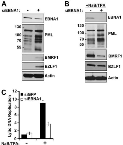 FIG 3 EBNA1 effects on EBV reactivation in NPC cells. HONE-Akata cellswere treated with siRNA against GFP or EBNA1