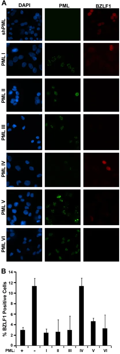 FIG 6 Effect of single PML isoforms on EBV reactivation and lytic infection.AGS-EBVshPML (shPML) cells were infected with lentivirus expressing indi-vidual PML isoforms I to VI