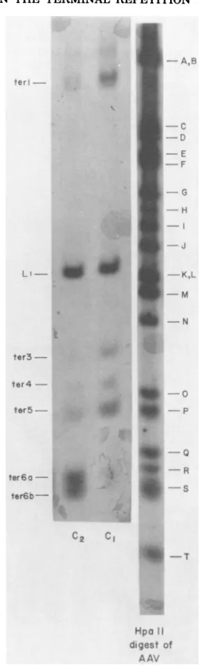FIG. 3.andandgestedinternalpolynucleotide6%redigestedHindII+III AAV DNA was digested with HindII+III then labeled at the 5' ends with 32P by using kinase