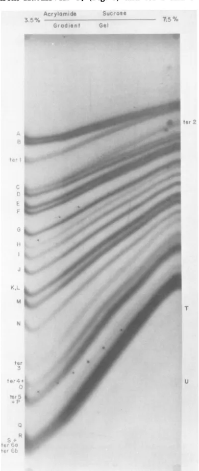 FIG. 4.dent.acrylamideotidebeledspecificmentsmigration Transverse gradient gels of 3.5 to 7.5% of 2P-labeled AAV DNA and DNA la- on the 5' end with y-lP2PATP by T4polynucle- kinase and then digested with Hpa I
