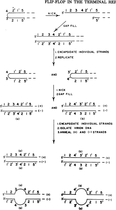FIG. 7.filledstrands.repetitionformation,andorientations123471'5complementaryduplexes Model for the origin of two nucleotide sequence orientations (inversion) within the terminal ofAAV DNA