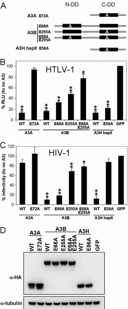 FIG 4 Deaminase activity requirements for restriction of HTLV-1 and HIV-1.