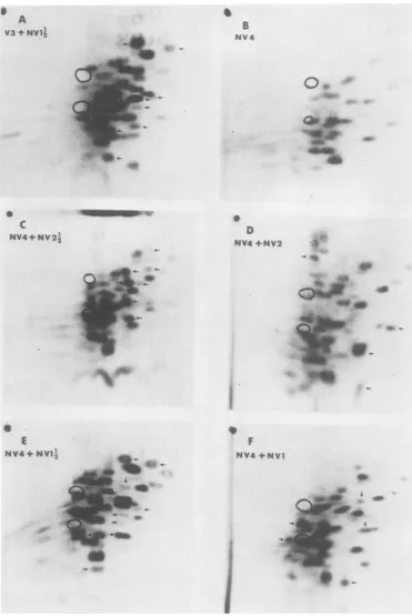 FIG. 5.(D)infectedarrows.ofaresix,Fig. NV4 Tryptic peptide maps of r3S~methionine-labeled proteins