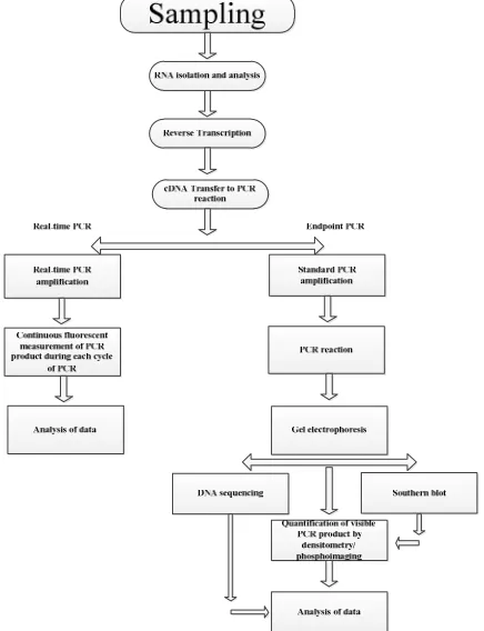 Figure 2. Comparison of end-point RT-PCR and real-time RT-PCR. 