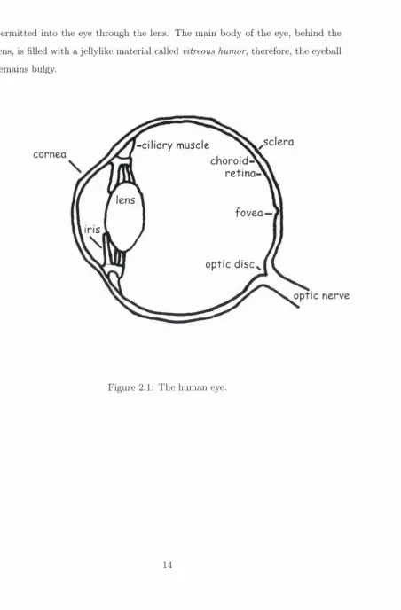 Figure 2.1: The human eye.