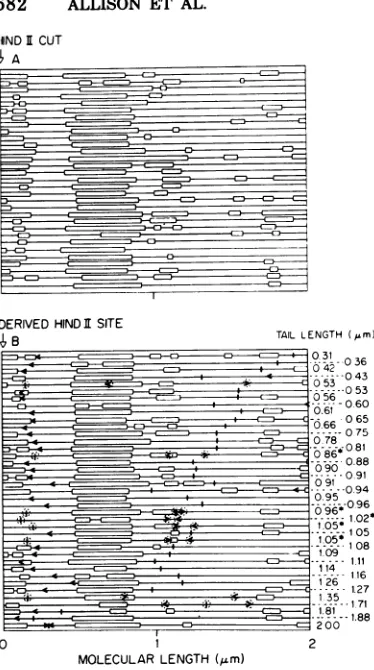 FIG. 10.geneticgeneticfromcleavagessDNAdescribedmapreferencethe Origin of ssDNA synthesis on M13phage map