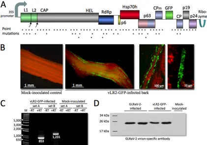 FIG 1 Infectivity of the GLRaV-2-derived vector engineered to express GFP (designated vLR2-GFP)
