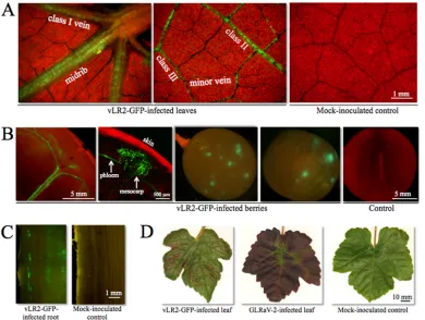 FIG 2 Distribution pattern and symptoms of vLR2-GFP infection in V. vinifera. (A) Epiﬂuorescence microscopic detection of the green, vLR2-GFP-infectedphloem cells in the leaves