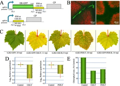 FIG 3 Virus vector-induced VIGS inexpressing RNAi inserts, with or without the GFP ORF