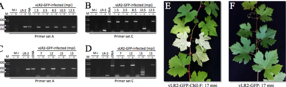 FIG 4 plants. (A and B) Reverse transcription-PCR ampliﬁcation of the GLRaV-2 or�transcription-PCR ampliﬁcation of the GLRaV-2 or vLR2-GFP genome region using RNA isolated from the infected Syrah plants