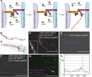 Figure 1 Trans-synaptic labeling of