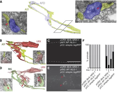 Figure 2 iBLINC is dependent onURX and RIG neurons (arrowheads) but not between URX and AIY (E) and likely corresponds to the connections boxed and shown in representativemicrographs in D