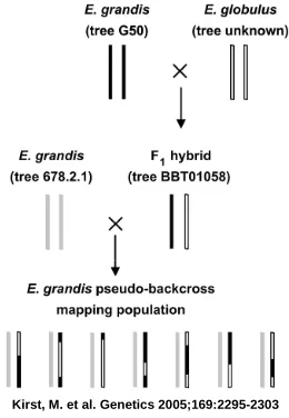 FIGURE 1.-- Mating design of the E. grandis pseudobackcross mapping population