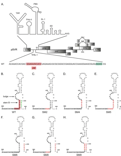 FIG 1 Structure of stem-loop 1 in wild-type and mutant HIV-2. (A) Schematic of the molecular clone pSVR of the HIV-2 ROD genome, with the structure ofto 401) and the GGAG motif at position 439 are highlighted in red and green, respectively