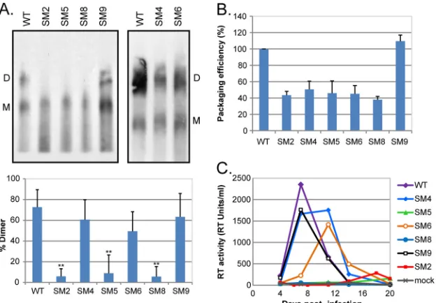 TABLE 1 Correlation between viral replication, RNA dimerization, and packaging and the sequences and structural elements located within HIV-2SL-1
