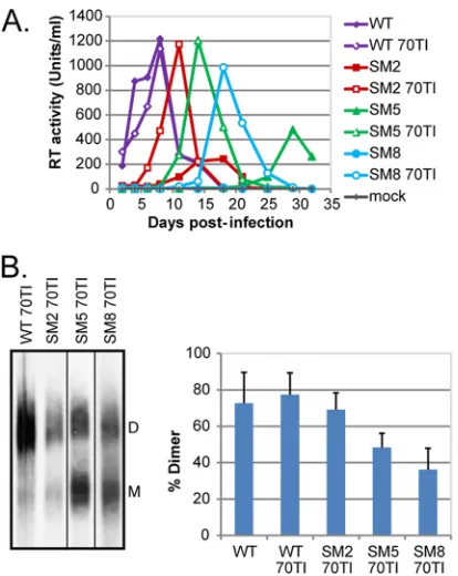 FIG 3 A compensatory mutation in MA (70TI) can rescue the replication ofdimerization mutants and partially restore genome dimerization