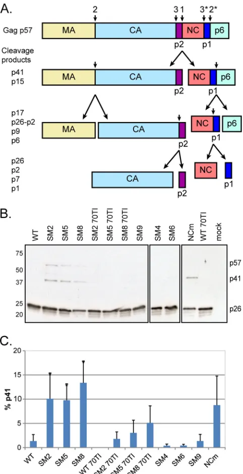 FIG 4 Mutations affecting RNA dimerization and Gag-RNA interactionresult in suboptimal processing and the accumulation of the p41 interme-diate