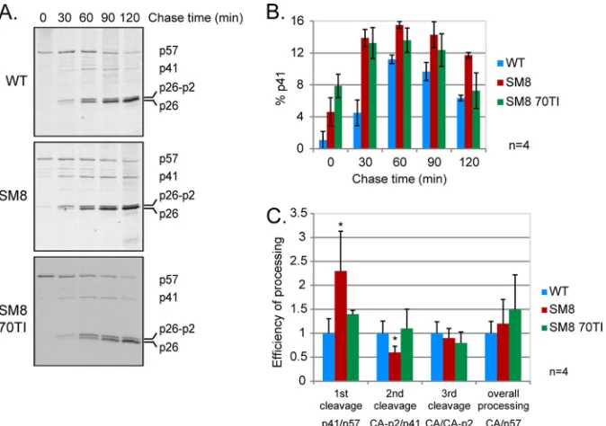 FIG 5 The rate of Gag processing is altered in a replication-incompetent SL-1 mutant with impaired RNA dimerization