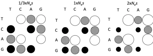 Figure 2 Transition rates (tions. Note that there are only three distinct rates in thecircles), and neutral (termediate GC bias, with GCthree plots