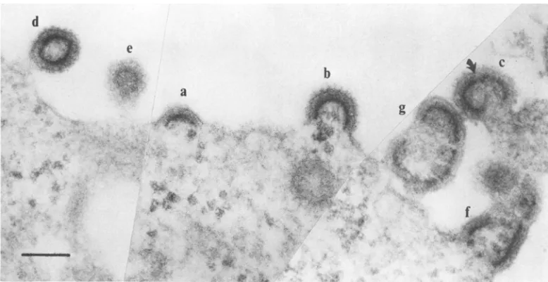 FIG. 2.RNP,similarcellatbreaksin(RNP).48 a assembly Composite electron micrograph ofa ts3-infected TB cell grown at the nonpermissive temperature for h