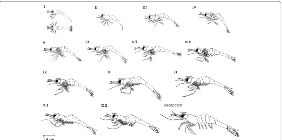 Figure 4 Larval development stages of M. lar.