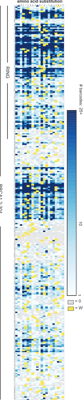 Figure  S1 Construction of the BRCA1(2-304) allelic series.(A)substitutions by the method known as Programmed Allelic Series (Kitzman et al