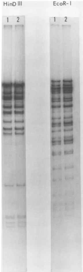 FIG. 6.DNAfromcomparabletiontionlarlyrestrictioninfectedidenticalhalf Restriction enzyme patterns of HCMV (Town strain)