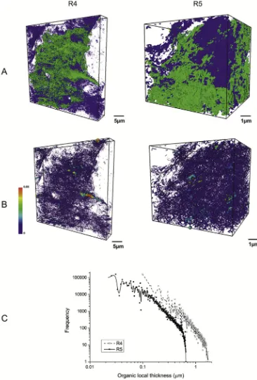 Fig. 9. Organic matter connectivity analysis, showing (A) Connected organic matter and total organic matter distribution in 3D