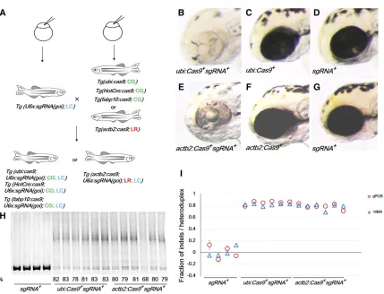 Figure 1assessment of mutagenesis efControls were sibling(tyr))pigmentation in the retinal pigment epithelium