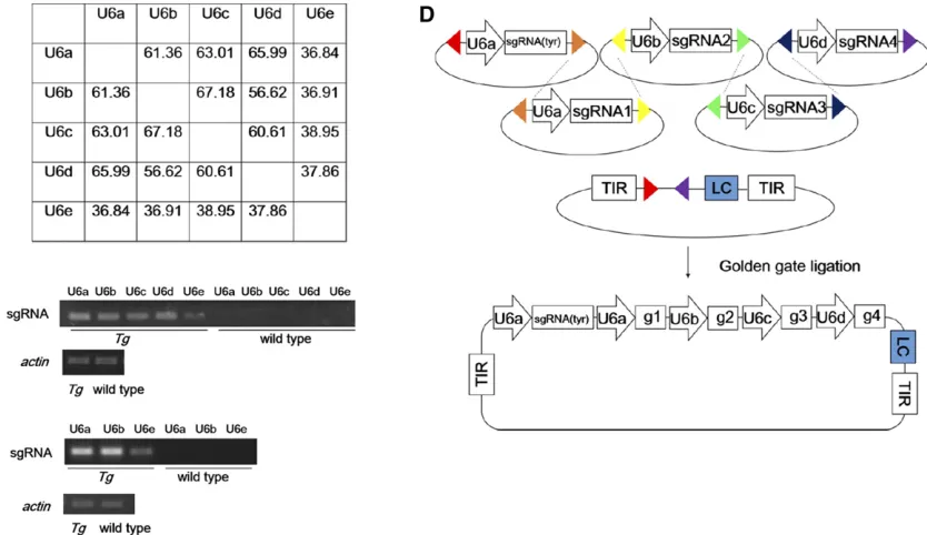 Figure 2 Development of a system for multiplex CRISPR/Cas9 mutagenesis. (A) Pairwise sequence comparison of the identity of theRT-PCR analysis showing lower U6e promoter activity in Fpromoters